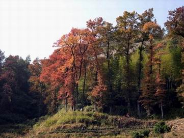 [美之旅]有惊无险，精彩刺激--芎坑原始森林穿越全记录