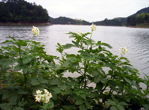 “梦龙湖”