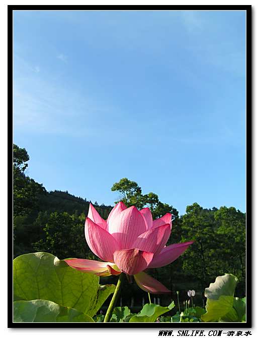  白鹇村旁荷花开